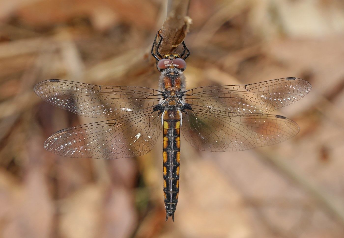 Common Baskettail
