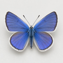 Common Blue Identification Guide