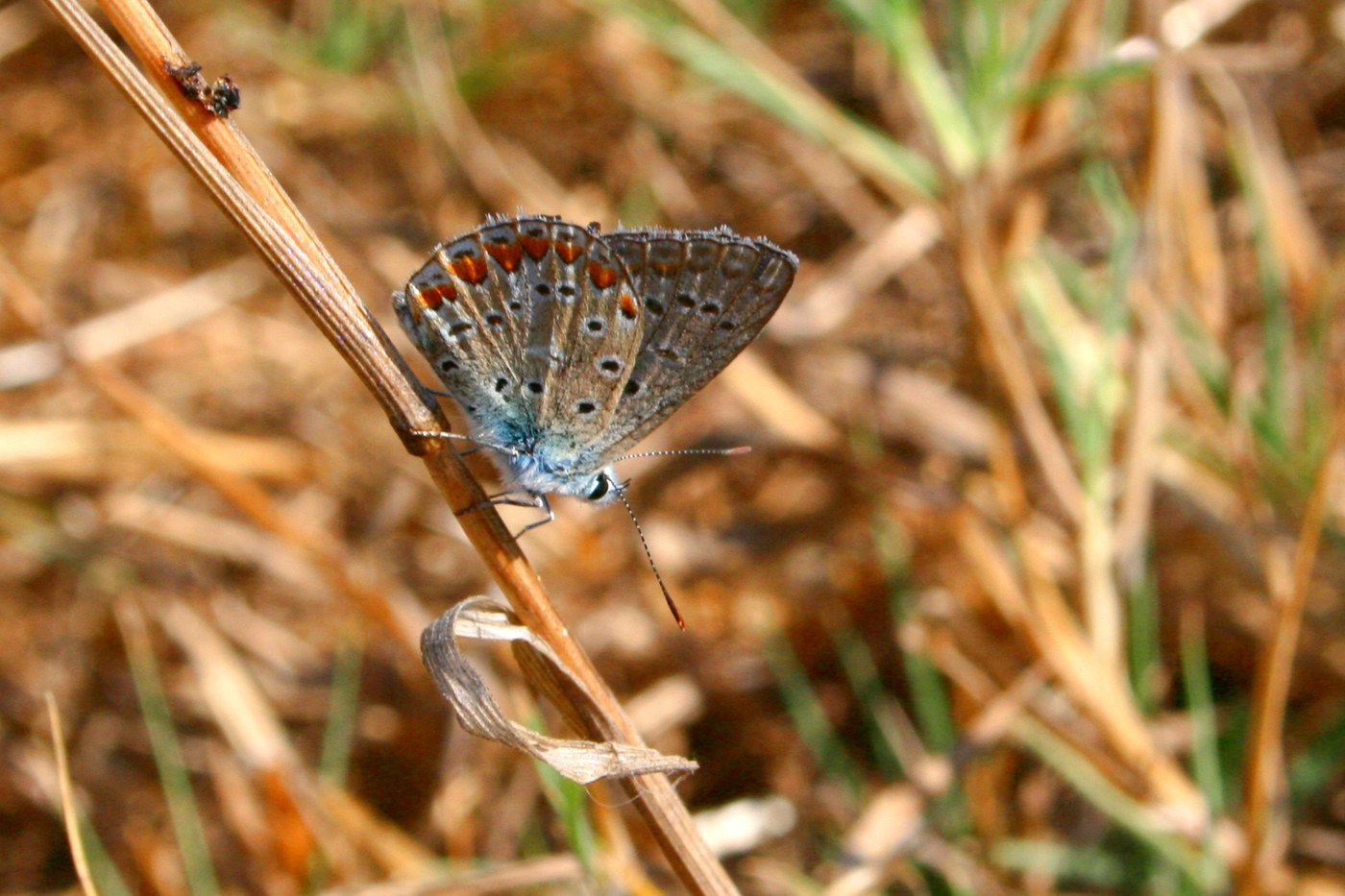 Common Blue