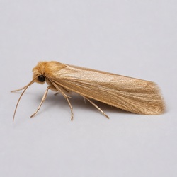 Common Clothes Moth Identification Guide