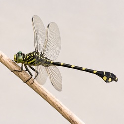 Common Clubtail Identification Guide
