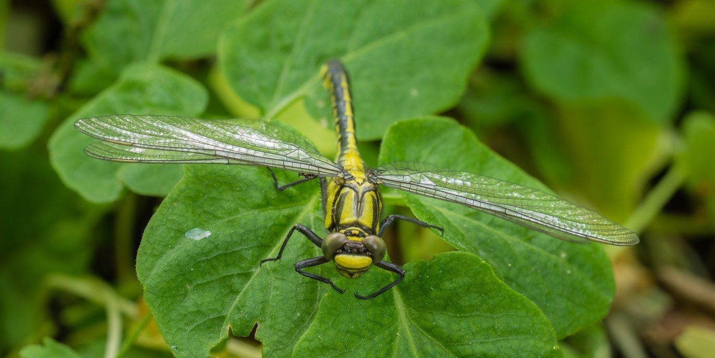 Common Clubtail