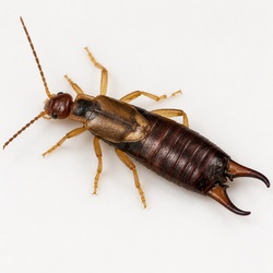 Common Earwig Identification Guide