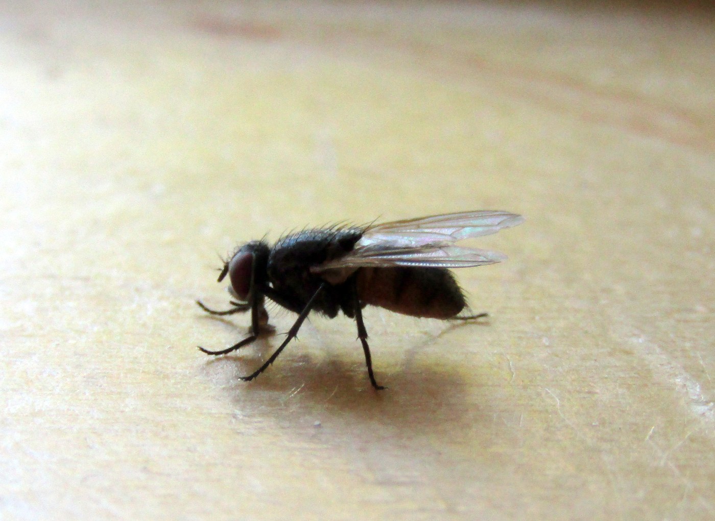 Common House Fly