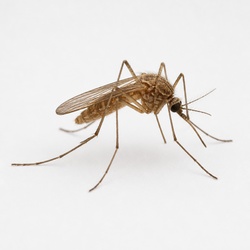 Common House Mosquito Identification Guide