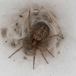 Common House Spider Identification Guide