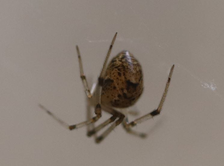 Common House Spider