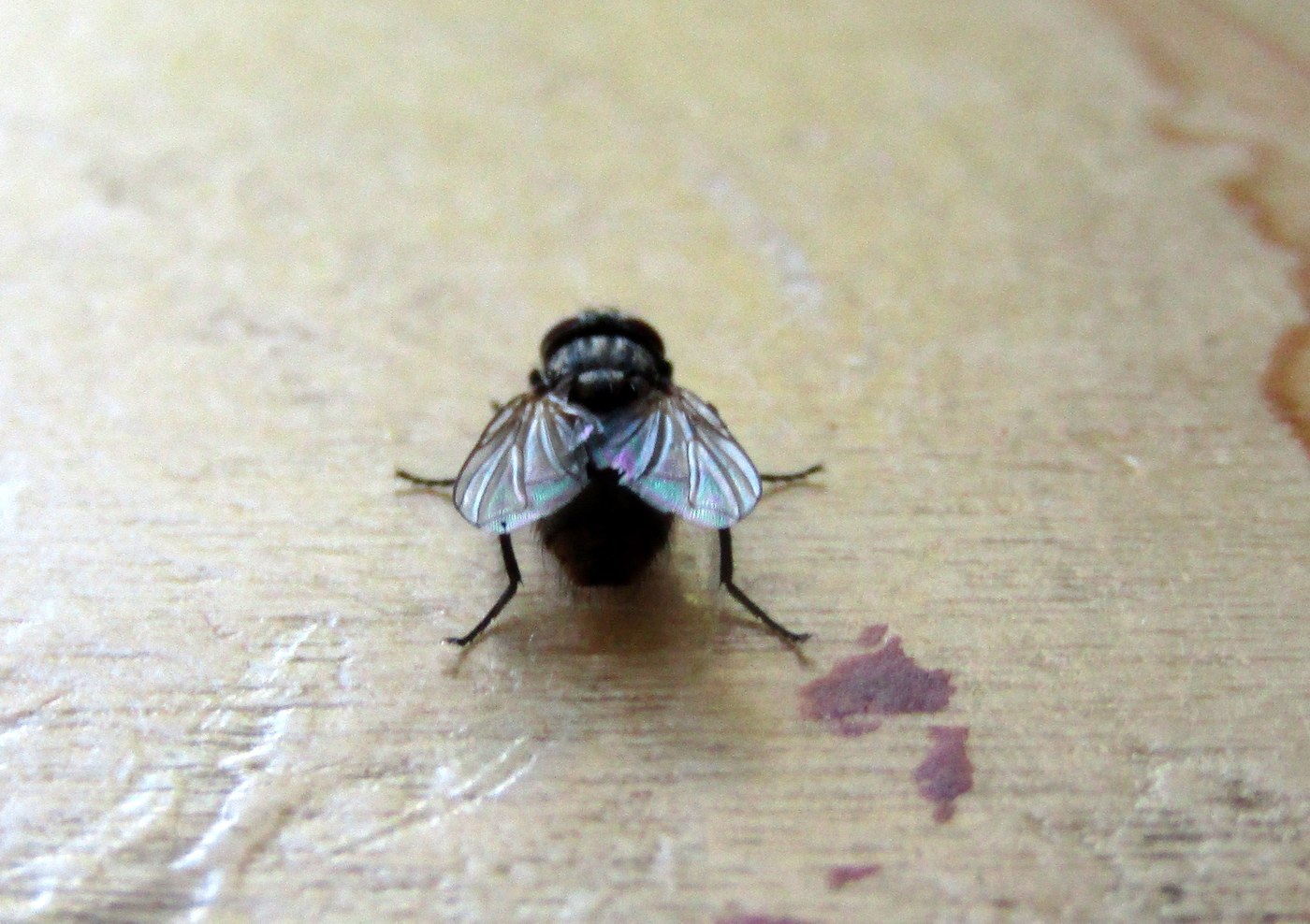 Common Housefly