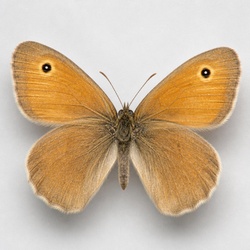 Common Ringlet Identification Guide