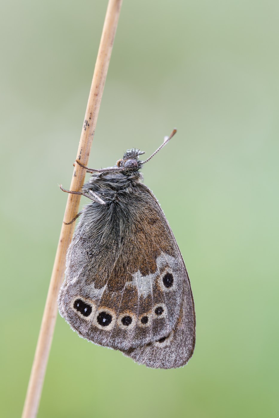 Common Ringlet