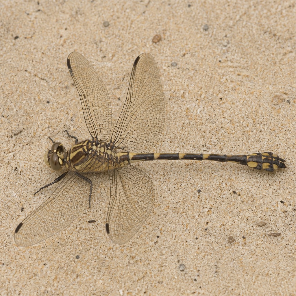 Common Sanddragon