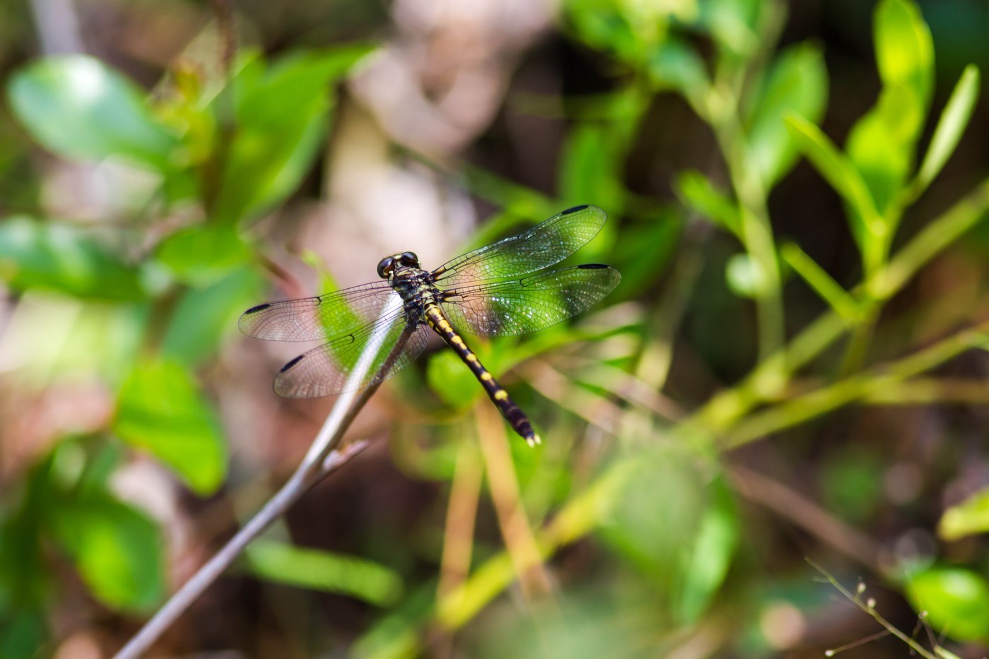 Common Sanddragon