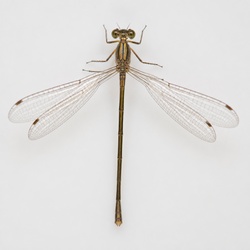 Common Spreadwing Identification Guide