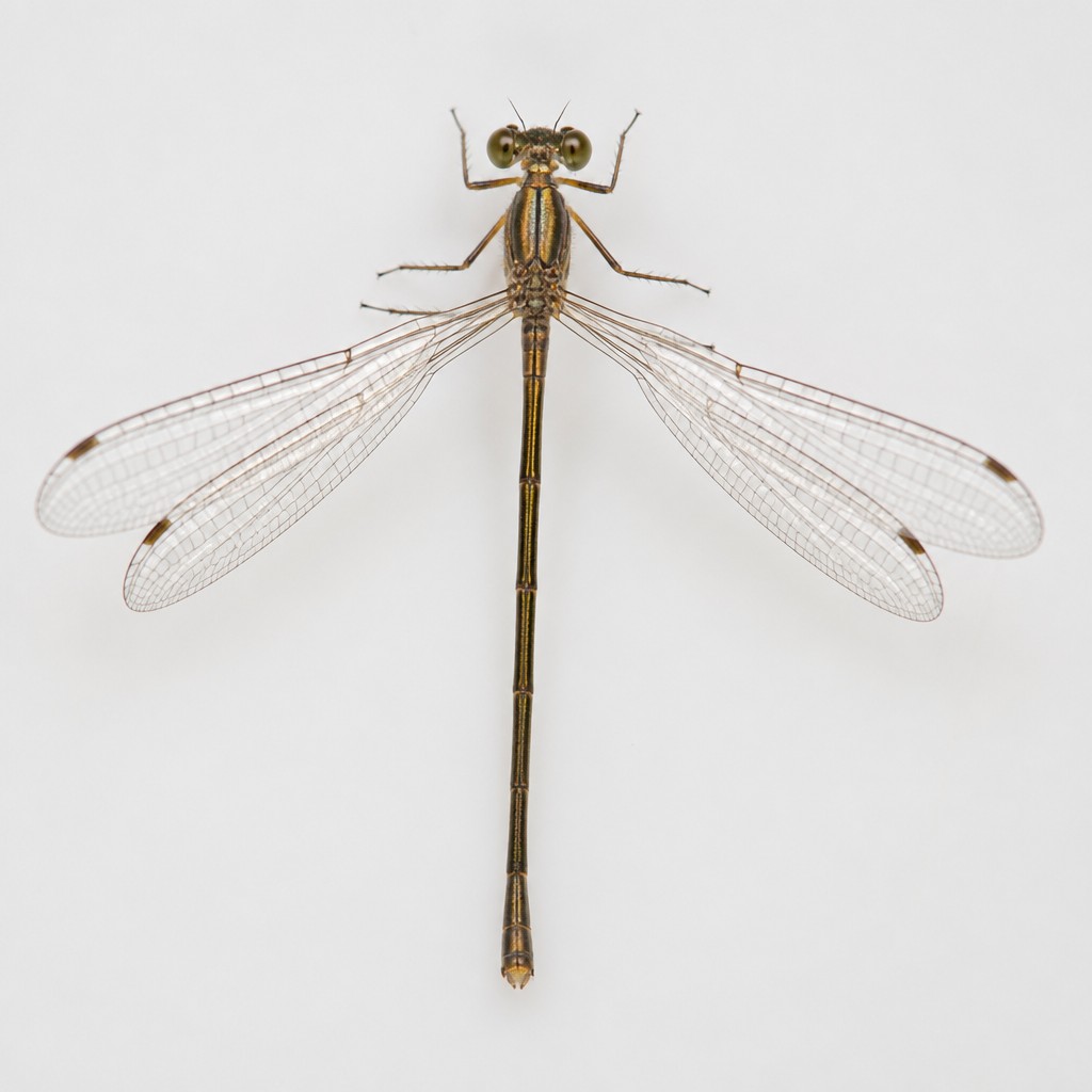 Common Spreadwing