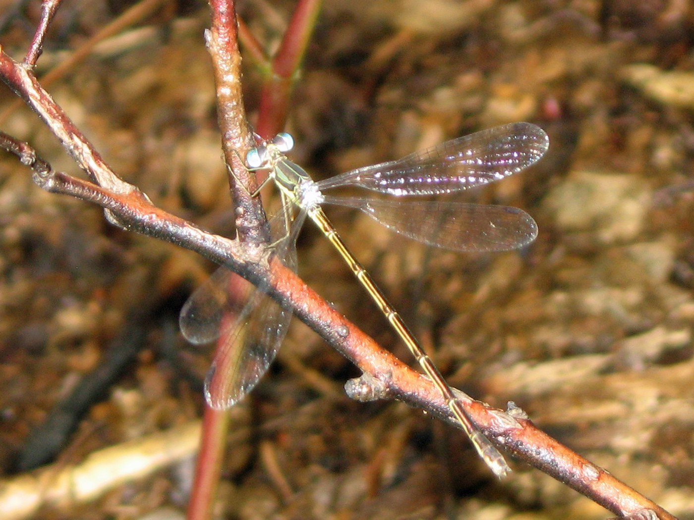 Common Spreadwing
