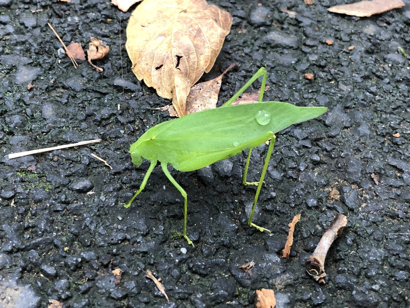 Common True Katydid