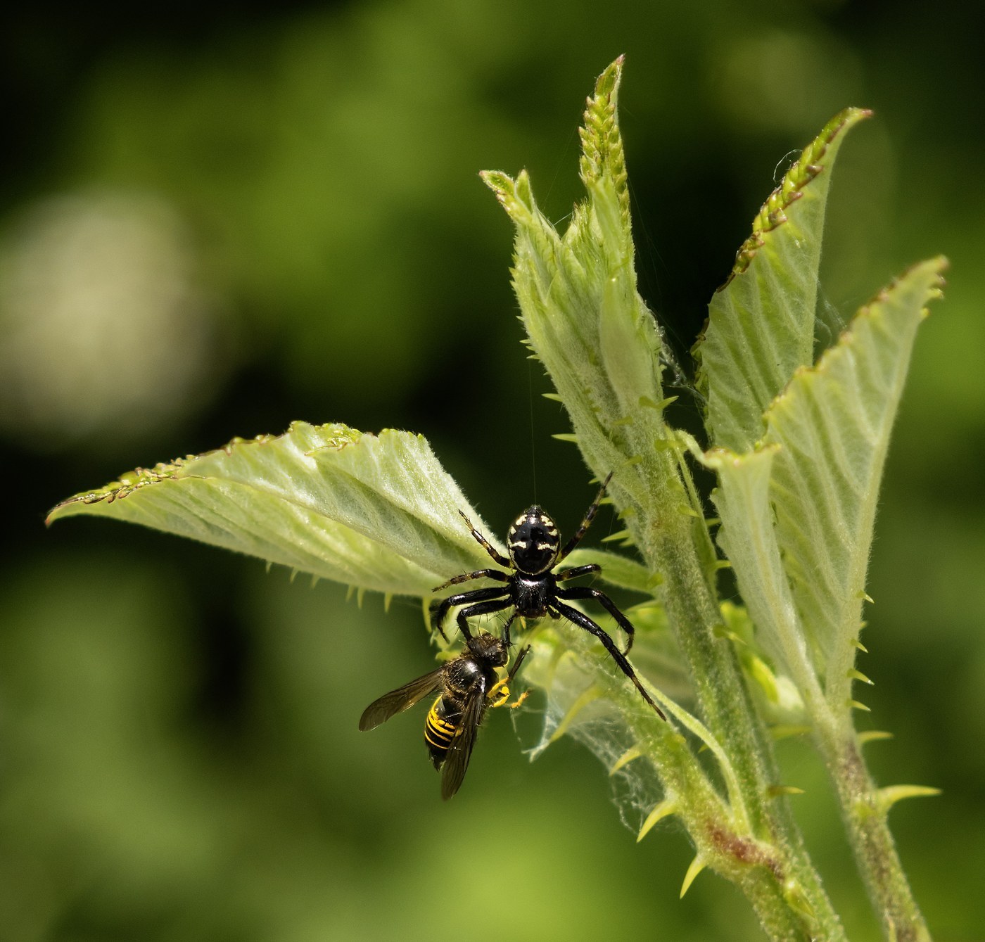 Common Wasp