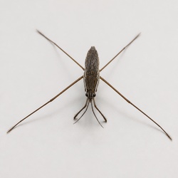 Common Water Strider Identification Guide