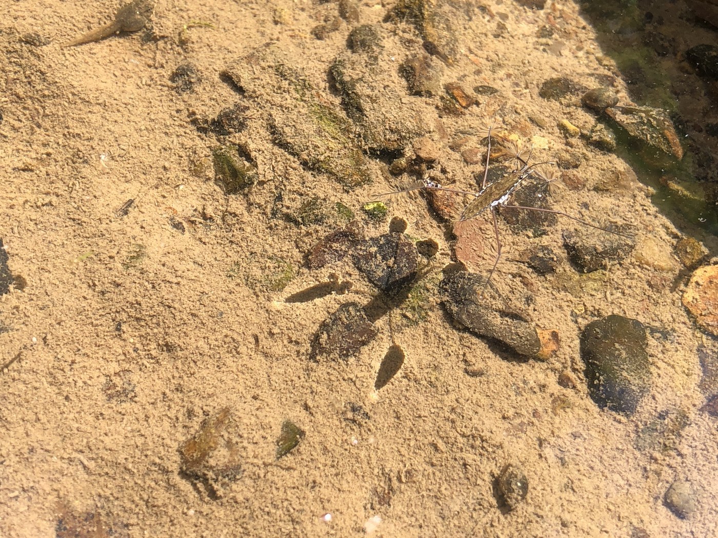 Common Water Strider
