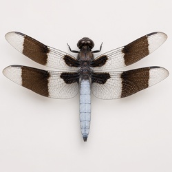 Common Whitetail Dragonfly Identification Guide