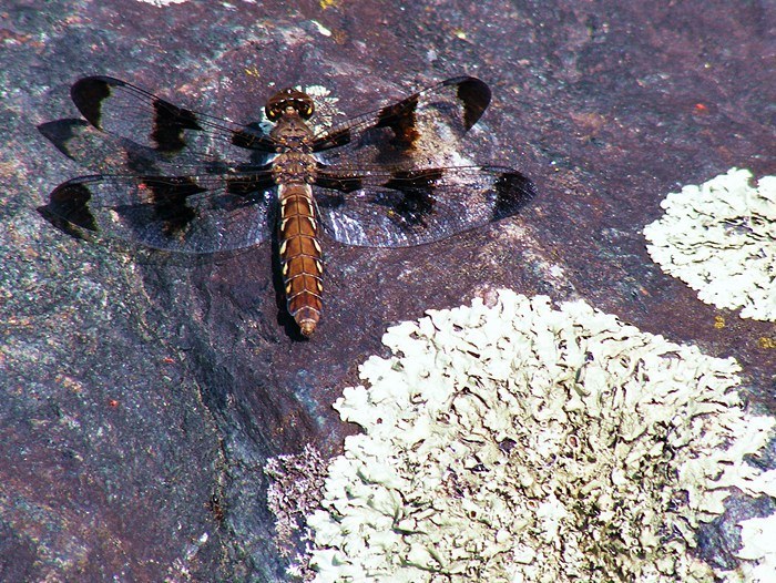 Common Whitetail Dragonfly