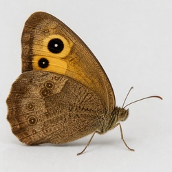 Common Wood-Nymph Identification Guide