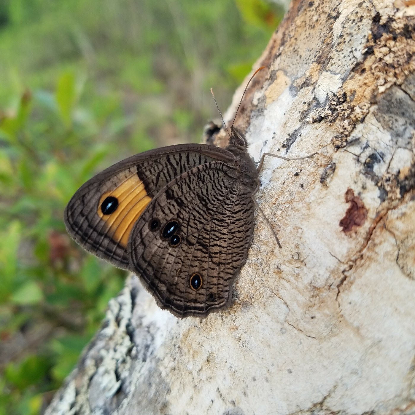 Common Wood-Nymph