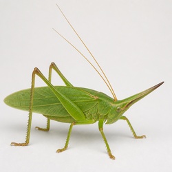 Cone-headed Katydid Identification Guide