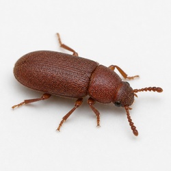 Confused Flour Beetle Identification Guide