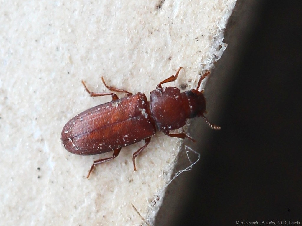 Confused Flour Beetle