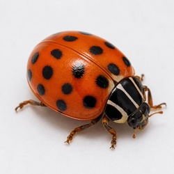 Convergent Ladybird Beetle Identification Guide