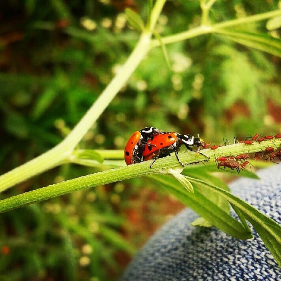 Convergent Ladybird Beetle