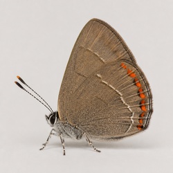 Coral Hairstreak Identification Guide
