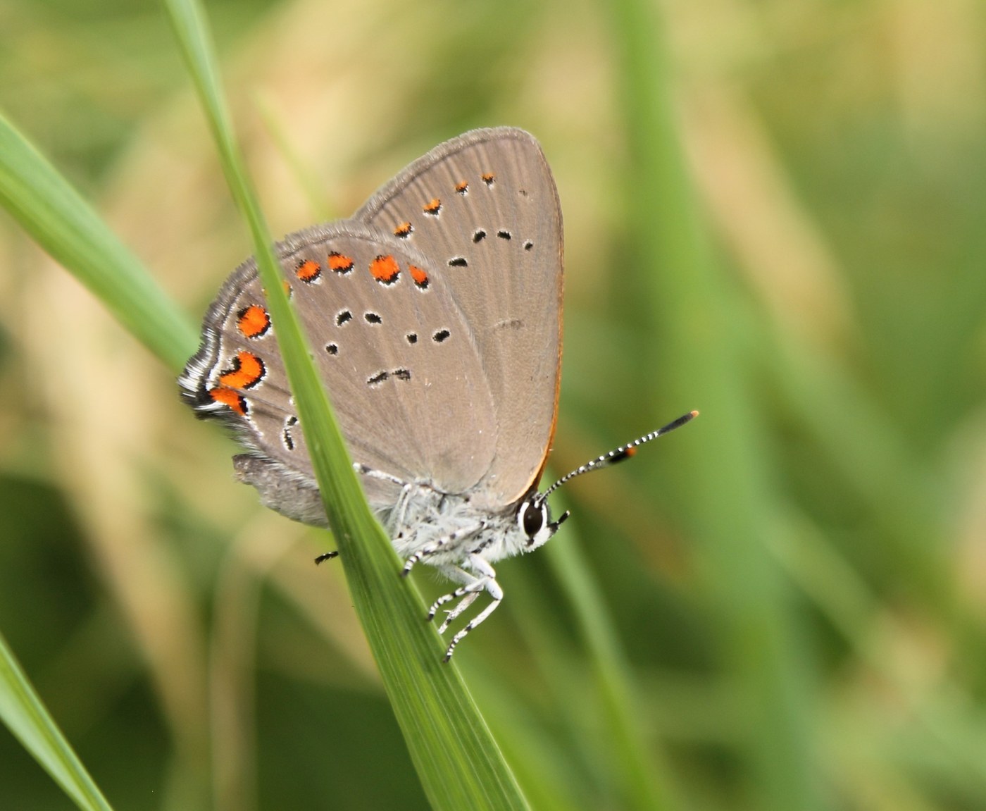 Coral Hairstreak