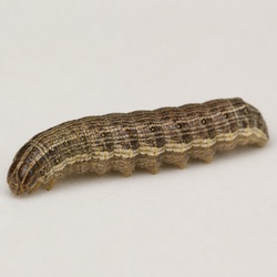 Corn Earworm Identification Guide