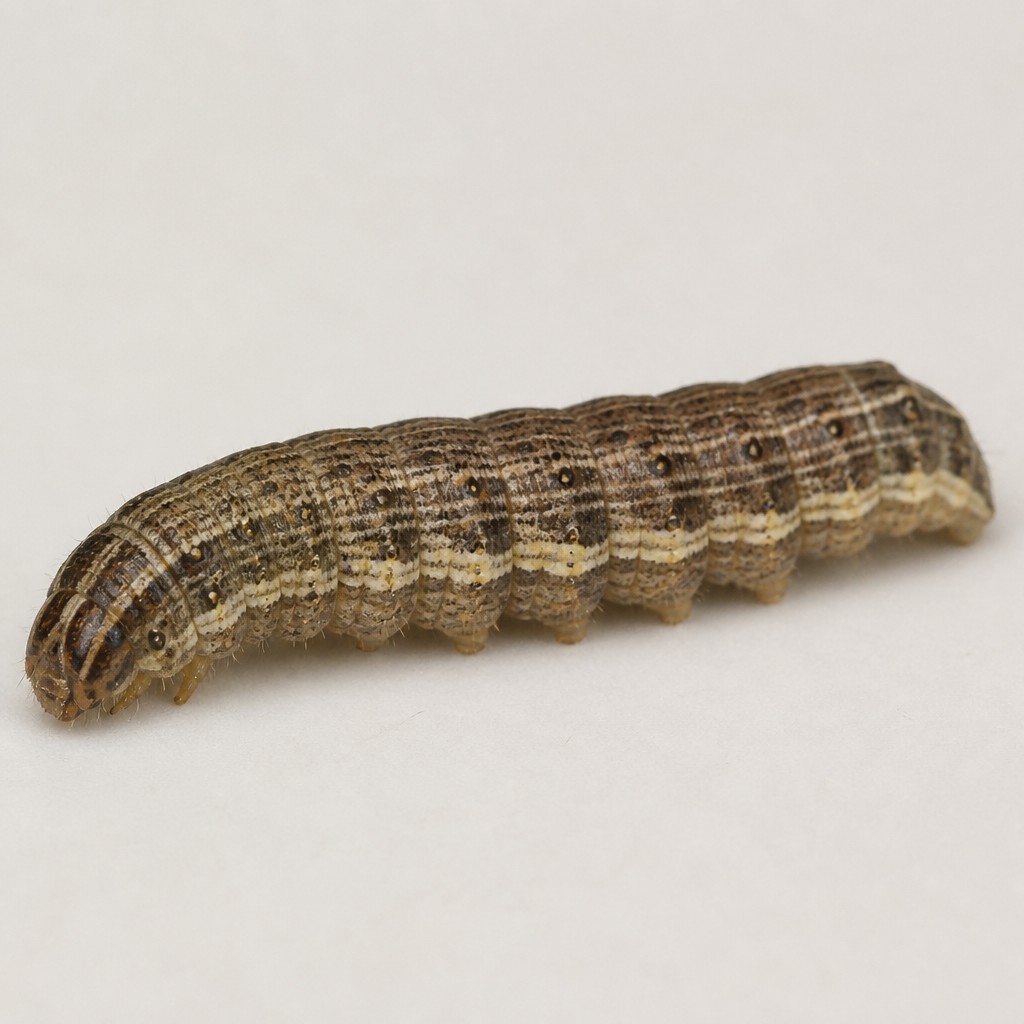 Corn Earworm