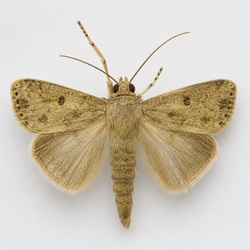 Corn Earworm Moth Identification Guide