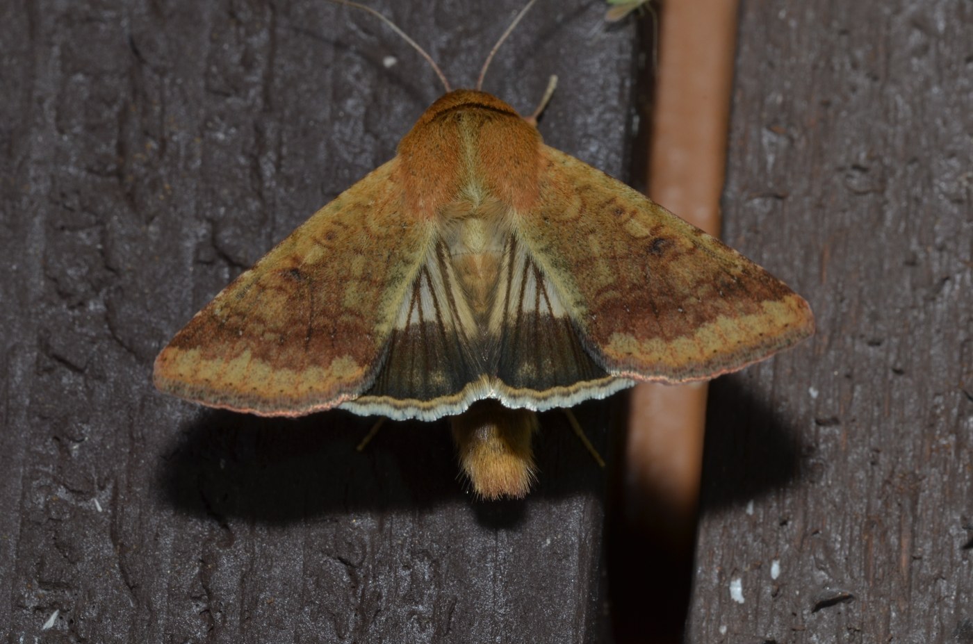 Corn Earworm