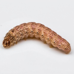 Cotton Bollworm Identification Guide