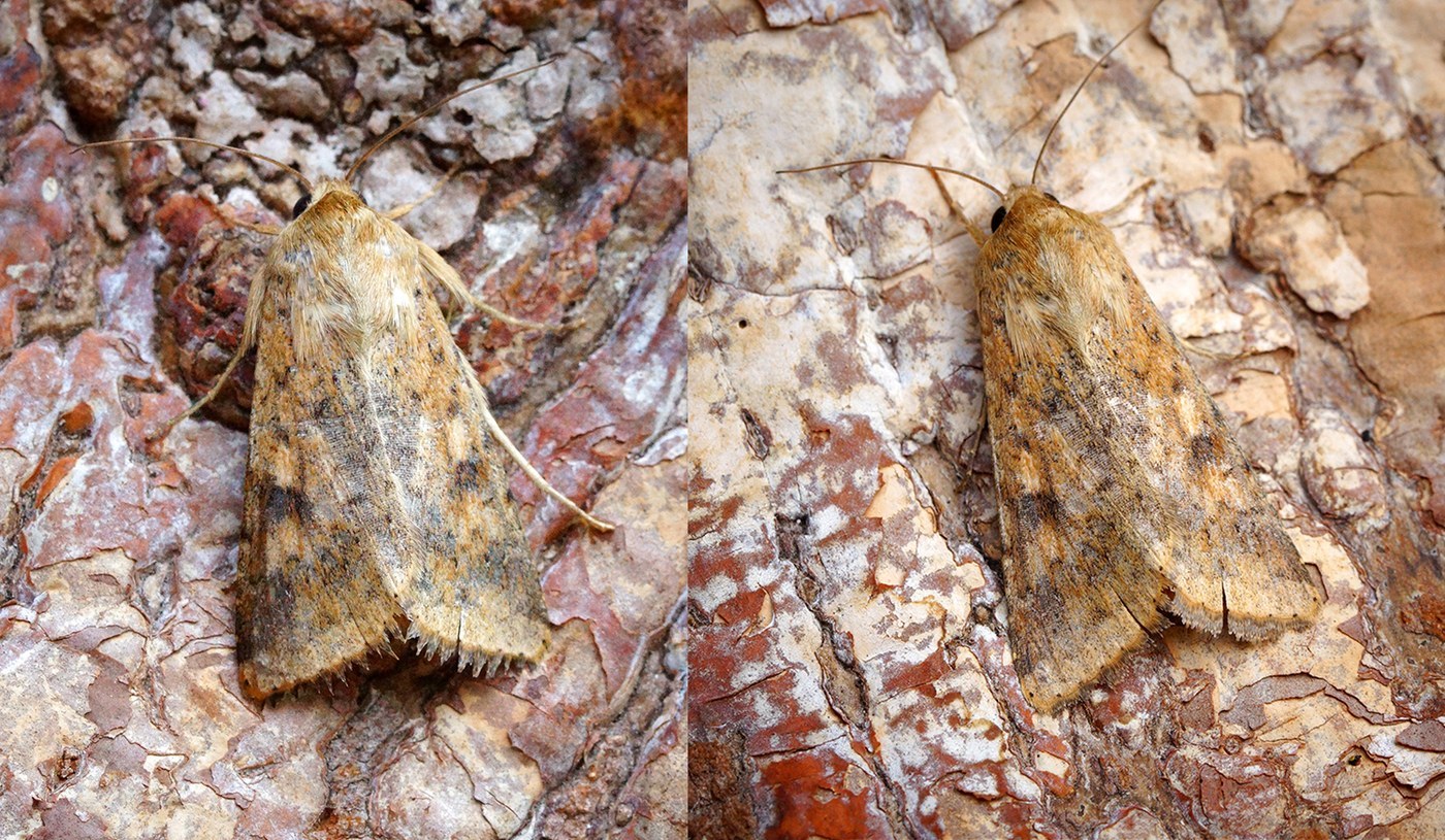 Cotton Bollworm