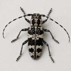 Cottonwood Borer Identification Guide