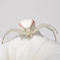Crab Spider Identification Guide