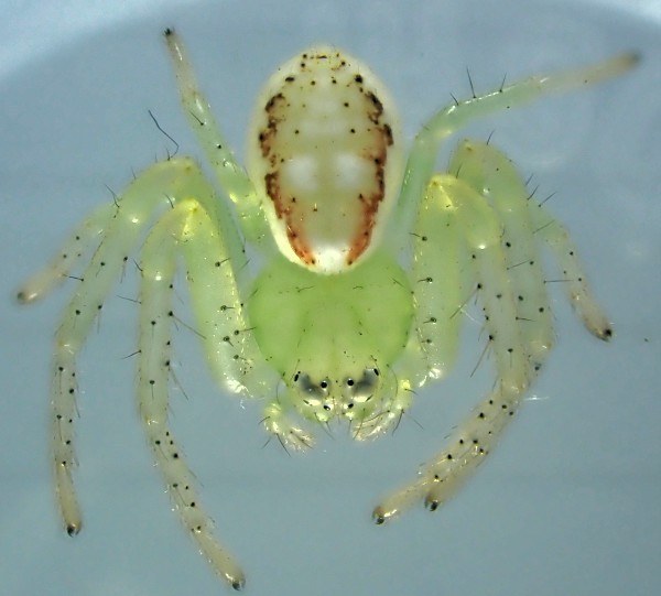 Crab Spider