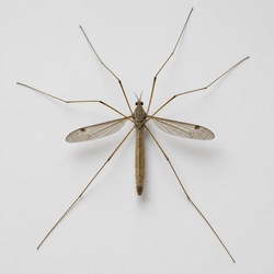 Crane Fly Identification Guide