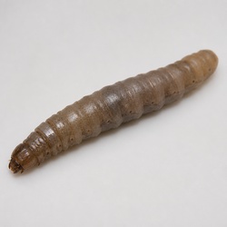 Crane Fly Larva Identification Guide