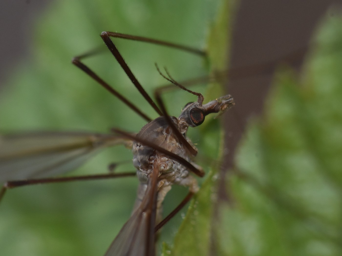 Crane Fly