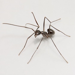 Crazy Ant Identification Guide