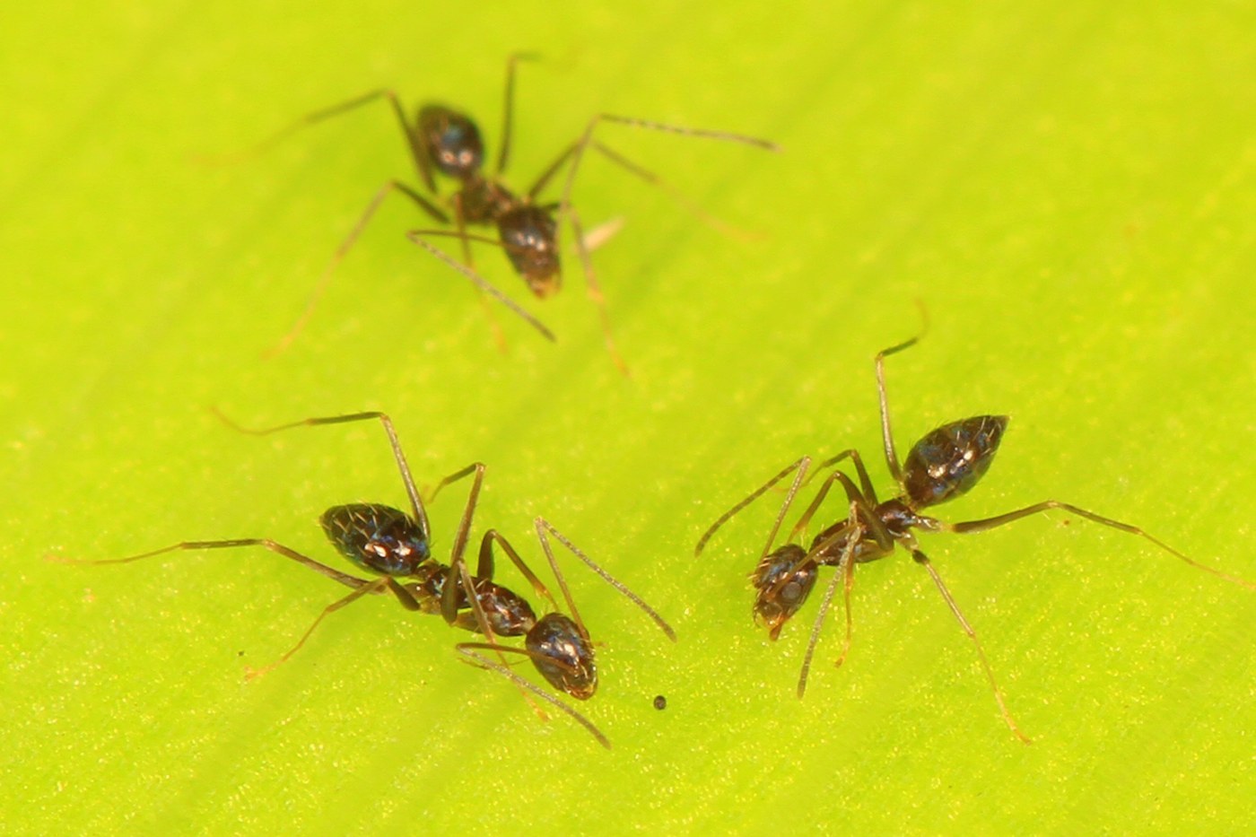 Crazy Ant