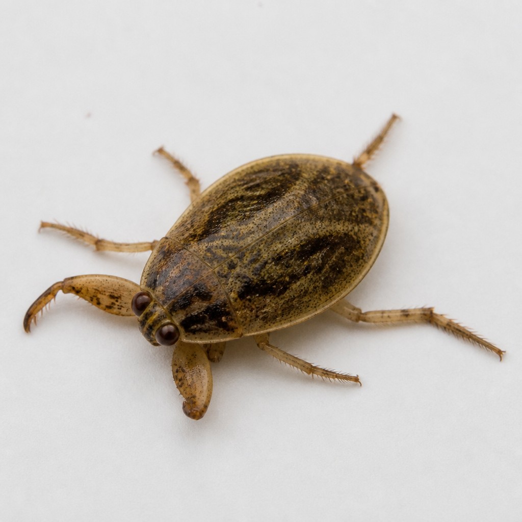 Creeping Water Bug (Naucoridae spp.)