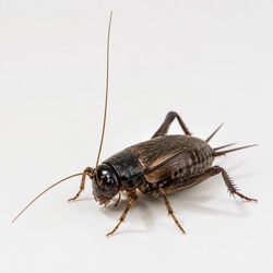 Cricket Identification Guide